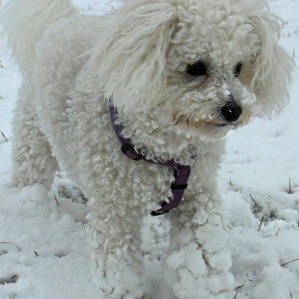 Bichon Frise