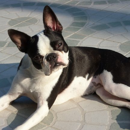 Boston Terrier