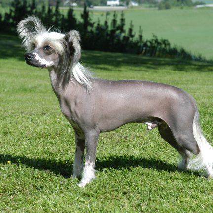 Cão de Crista Chinês