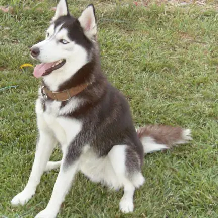 Husky Siberiano