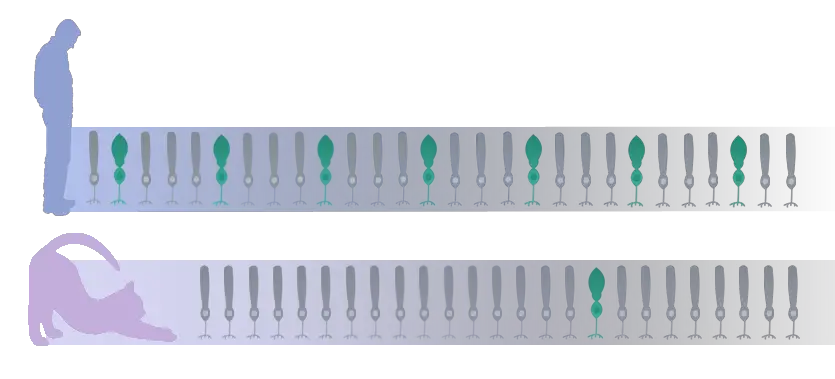 Resultado de imagem para retina e cones bastonetes