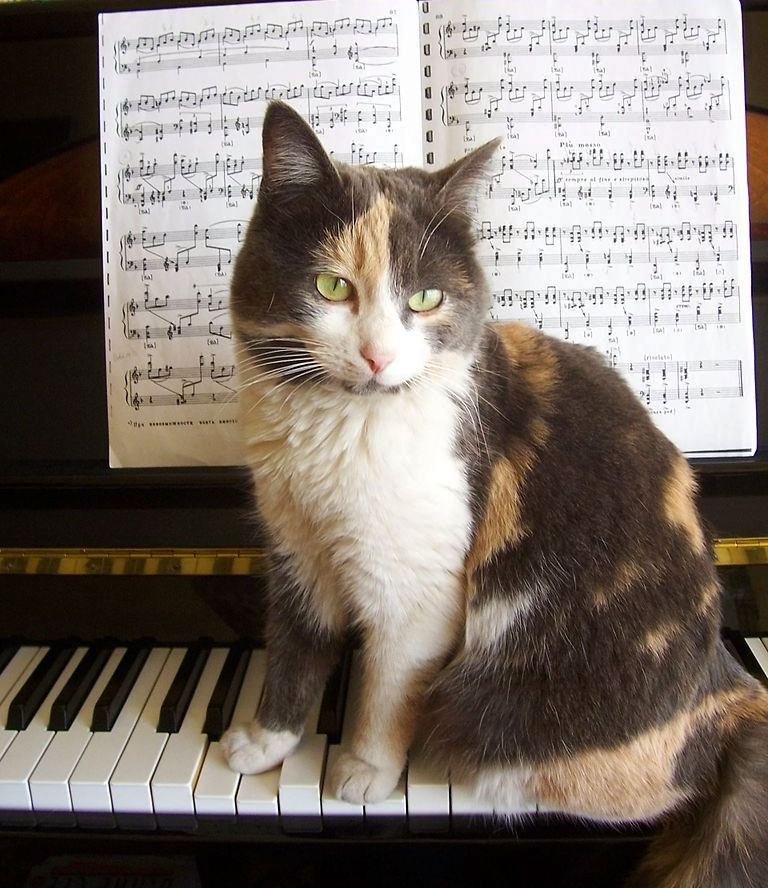 música de gatos