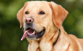 labrador