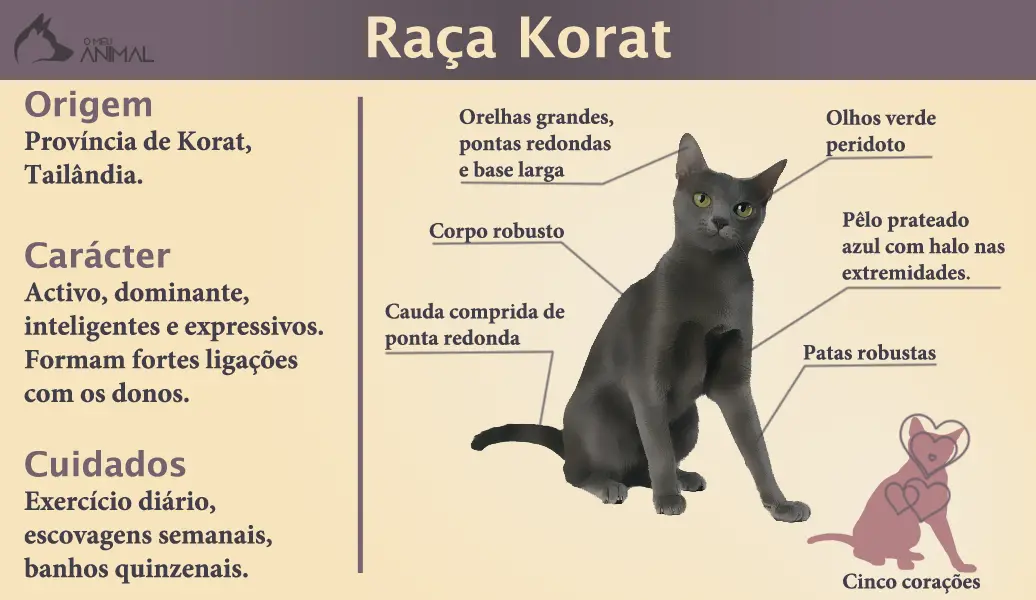 infografico-raça-gato-korat