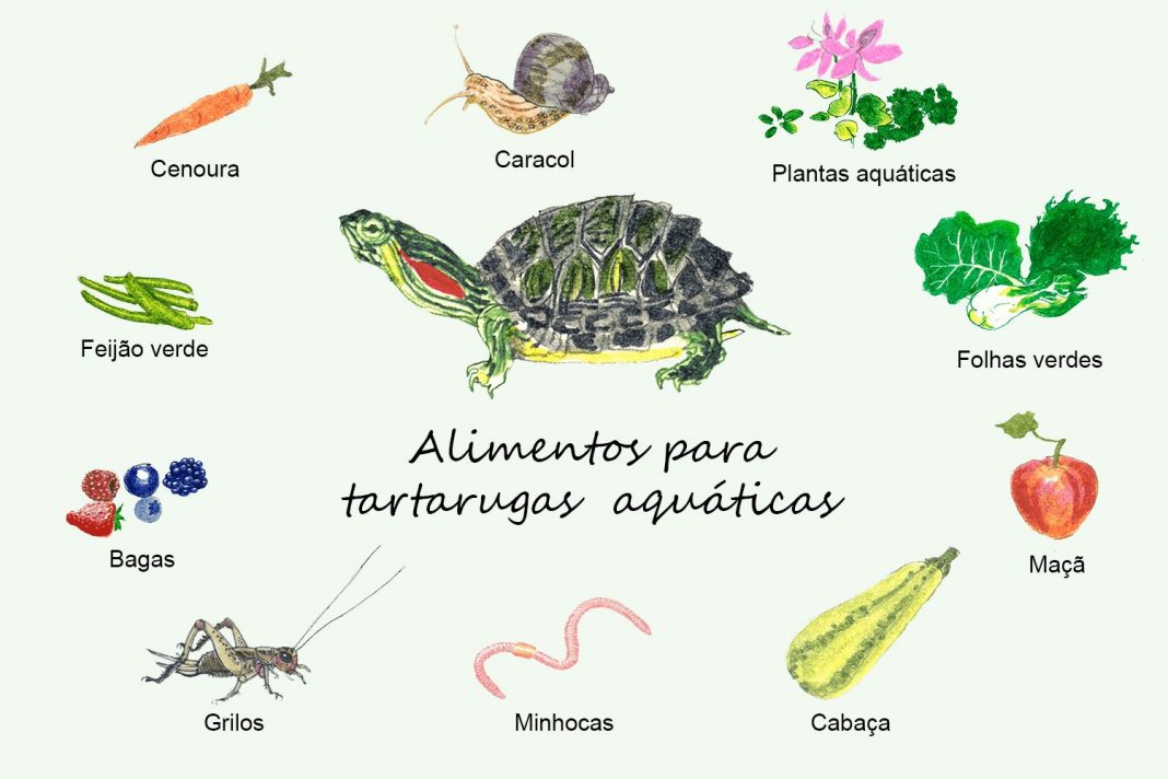 Guia das tartarugas domésticas – O Meu Animal